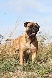 BULLMASTIFF 134